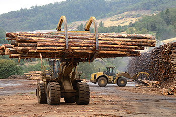 Forestry